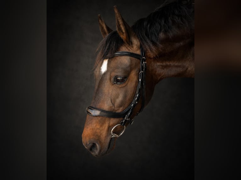 Andere Rassen Merrie 7 Jaar 147 cm Donkerbruin in Coin