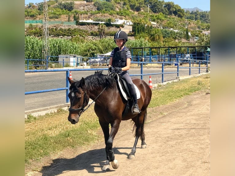 Andere Rassen Merrie 7 Jaar 147 cm Donkerbruin in Coin