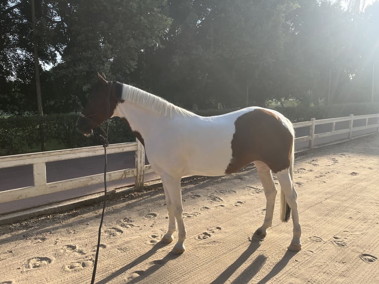 Andere Rassen Merrie 7 Jaar 149 cm Gevlekt-paard in Cairo