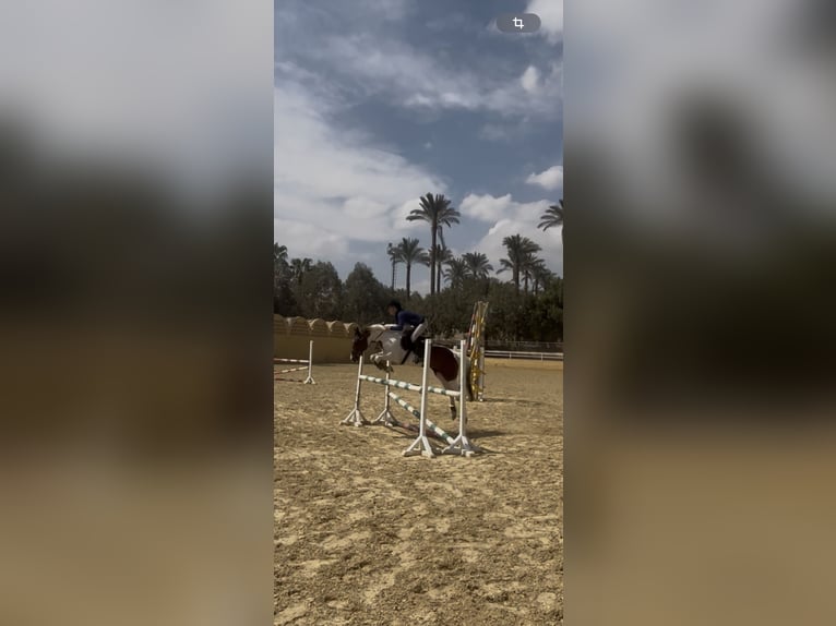 Andere Rassen Merrie 7 Jaar 149 cm Gevlekt-paard in Cairo