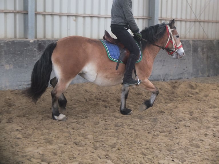 Andere Rassen Mix Merrie 7 Jaar 149 cm Lichtbruin in Buttstädt