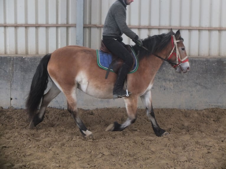 Andere Rassen Mix Merrie 7 Jaar 149 cm Lichtbruin in Buttstädt