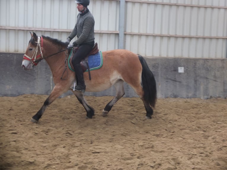 Andere Rassen Mix Merrie 7 Jaar 149 cm Lichtbruin in Buttstädt