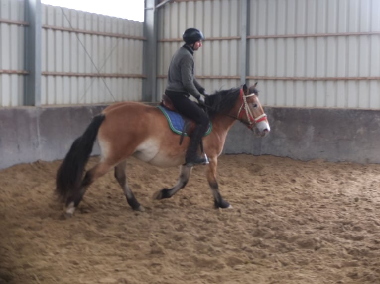 Andere Rassen Mix Merrie 7 Jaar 149 cm Lichtbruin in Buttstädt