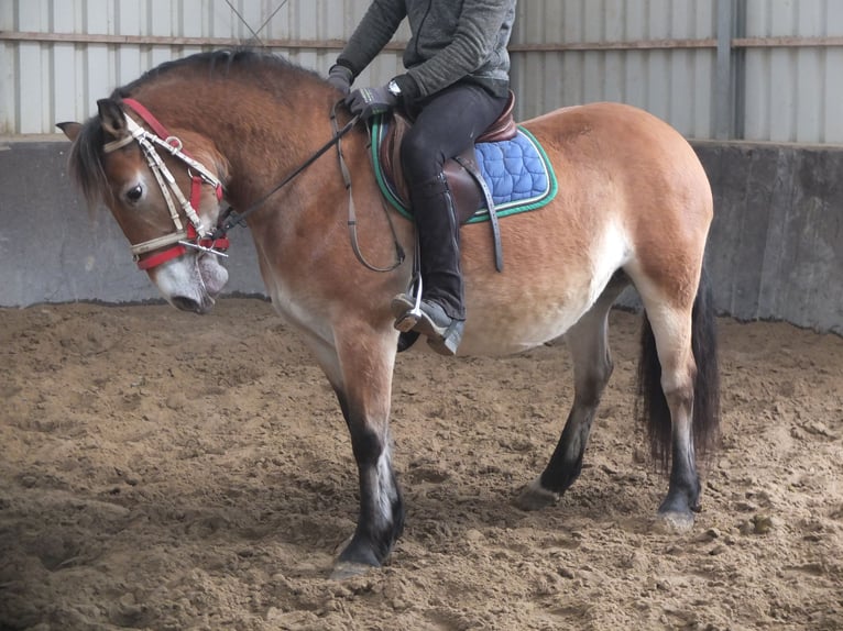 Andere Rassen Mix Merrie 7 Jaar 149 cm Lichtbruin in Buttstädt