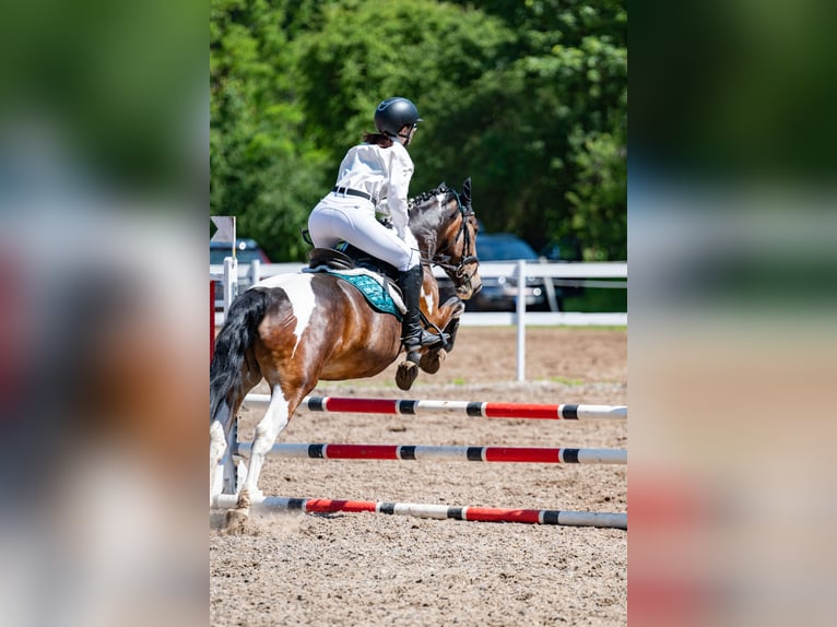 Andere Rassen Merrie 7 Jaar 150 cm Gevlekt-paard in Vilnius