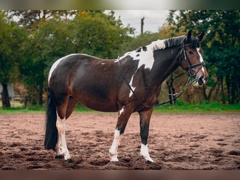 Andere Rassen Merrie 7 Jaar 150 cm Gevlekt-paard in Vilnius