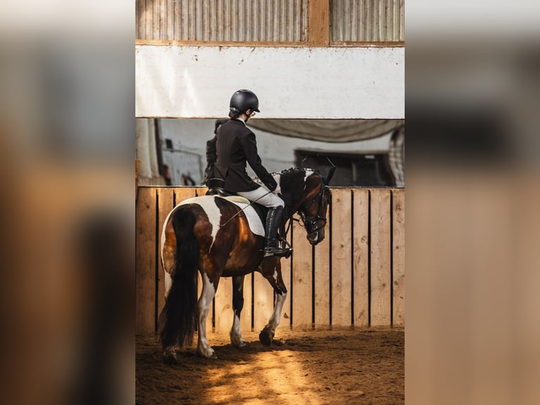 Andere Rassen Merrie 7 Jaar 150 cm Gevlekt-paard in Vilnius