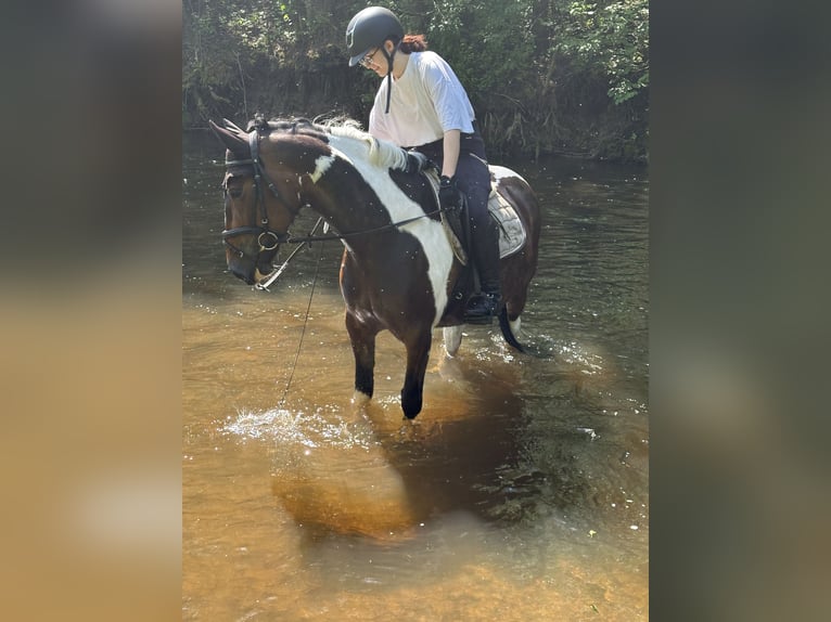 Andere Rassen Merrie 7 Jaar 150 cm Gevlekt-paard in Vilnius
