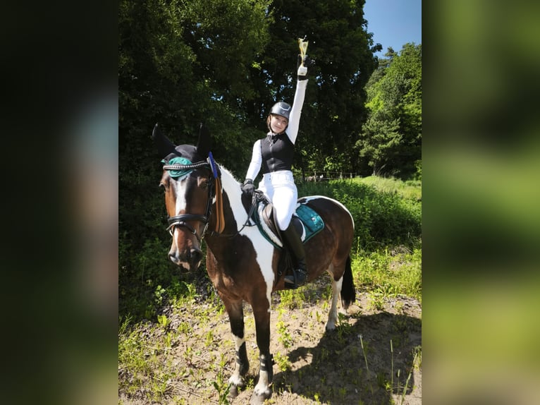 Andere Rassen Merrie 7 Jaar 150 cm Gevlekt-paard in Vilnius