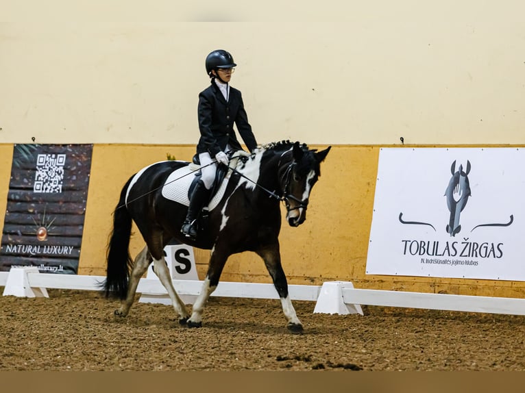 Andere Rassen Merrie 7 Jaar 150 cm Gevlekt-paard in Vilnius