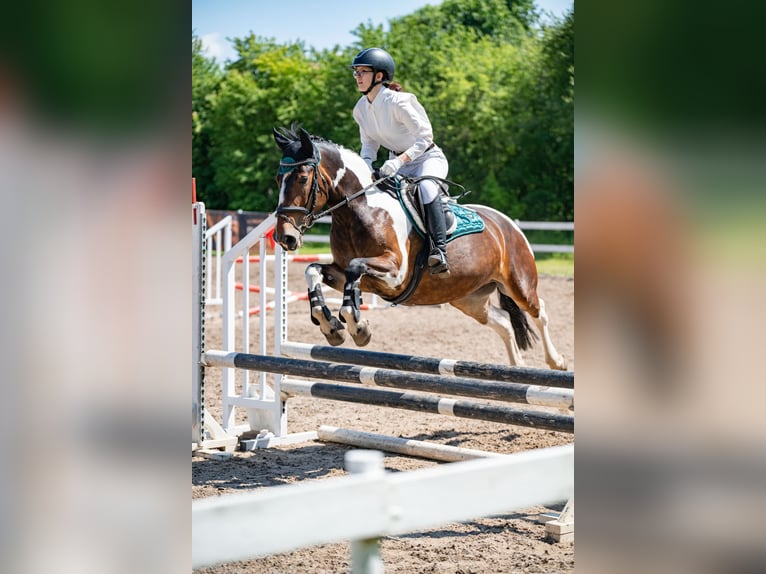 Andere Rassen Merrie 7 Jaar 150 cm Gevlekt-paard in Vilnius