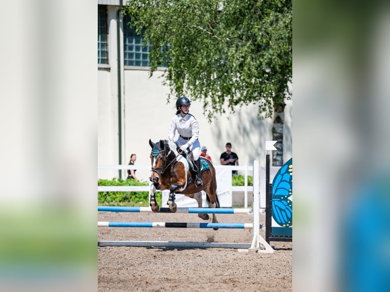 Andere Rassen Merrie 7 Jaar 150 cm Gevlekt-paard in Vilnius