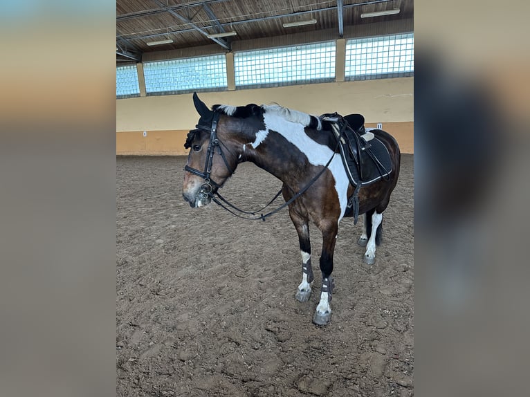 Andere Rassen Merrie 7 Jaar 150 cm Gevlekt-paard in Vilnius