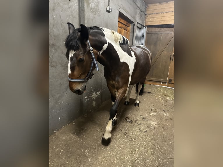 Andere Rassen Merrie 7 Jaar 150 cm Gevlekt-paard in Vilnius