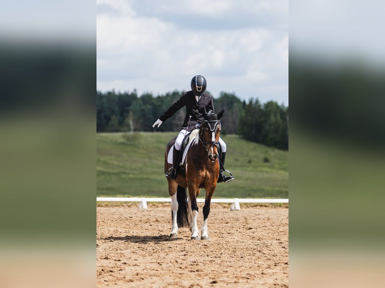 Andere Rassen Merrie 7 Jaar 150 cm Gevlekt-paard in Vilnius