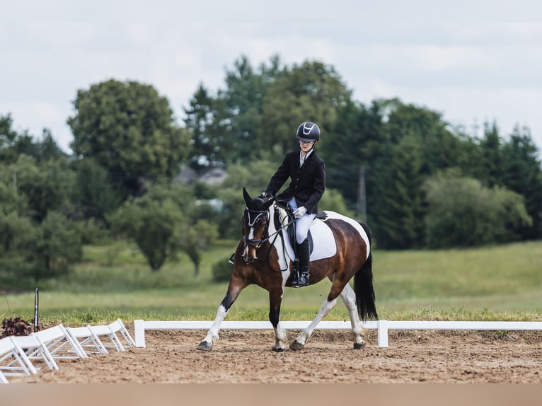 Andere Rassen Merrie 7 Jaar 150 cm Gevlekt-paard in Vilnius