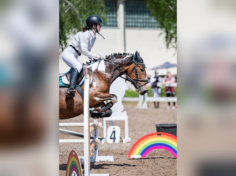 Andere Rassen Merrie 7 Jaar 150 cm Gevlekt-paard in Vilnius