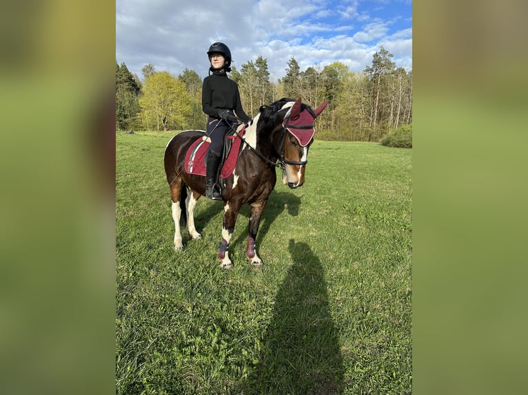 Andere Rassen Merrie 7 Jaar 150 cm Gevlekt-paard in Vilnius