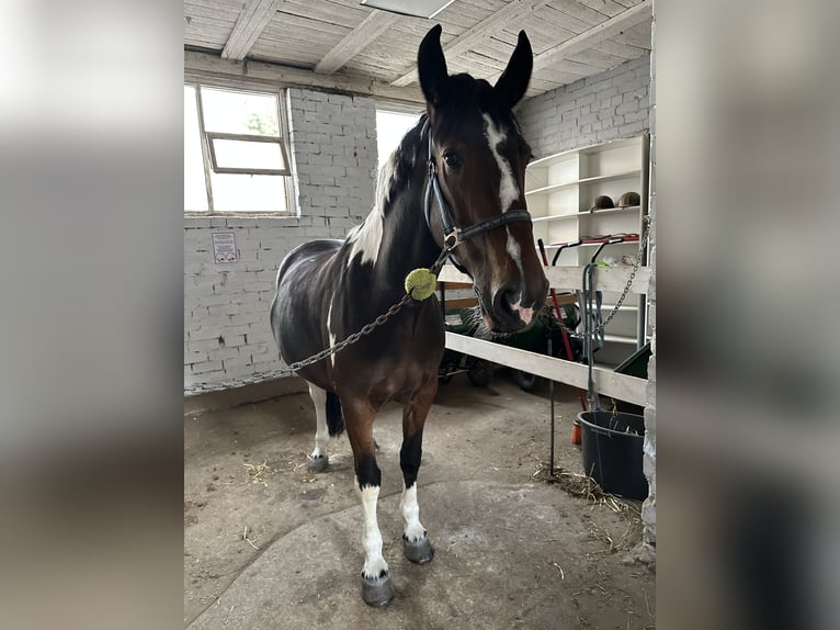 Andere Rassen Merrie 7 Jaar 150 cm Gevlekt-paard in Vilnius