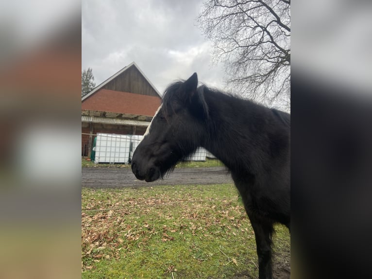 Andere Rassen Mix Merrie 7 Jaar 150 cm Zwart in Gescher