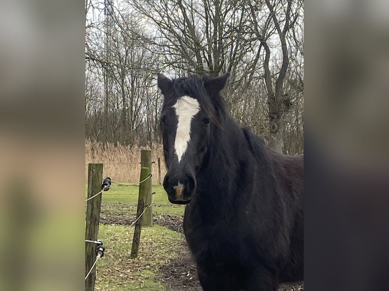 Andere Rassen Mix Merrie 7 Jaar 150 cm Zwart in Gescher