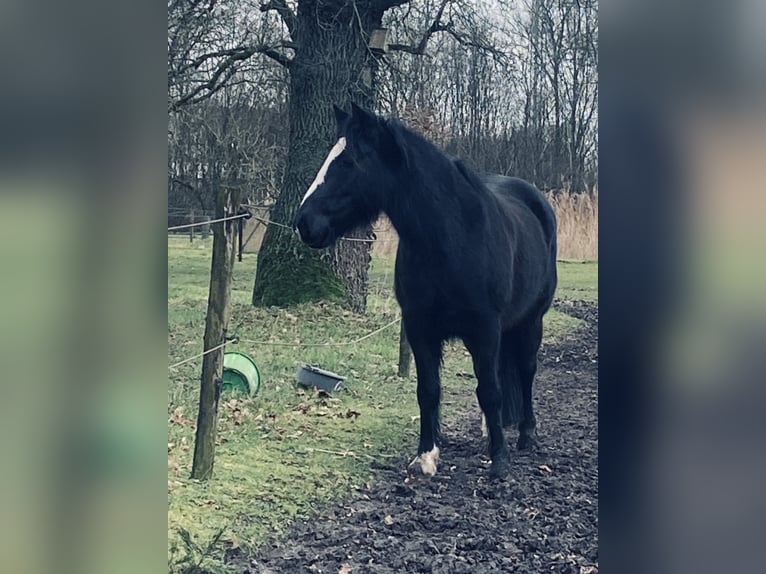 Andere Rassen Mix Merrie 7 Jaar 150 cm Zwart in Gescher