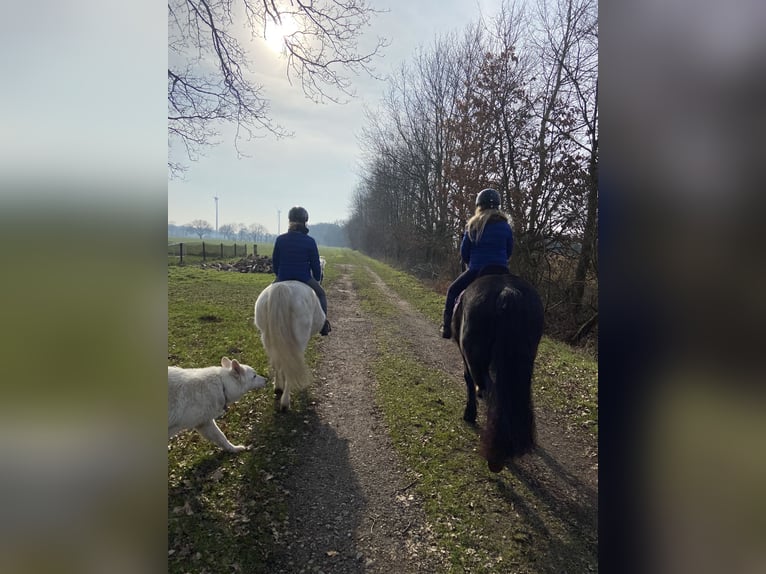 Andere Rassen Mix Merrie 7 Jaar 150 cm Zwart in Gescher