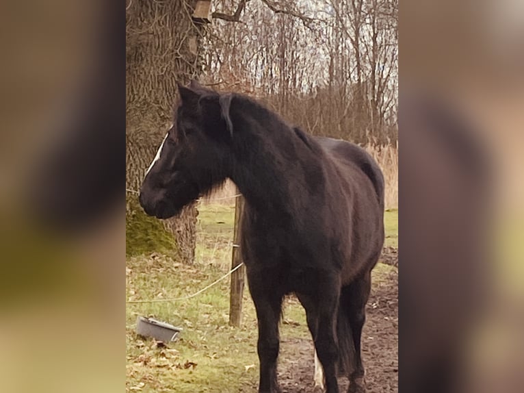 Andere Rassen Mix Merrie 7 Jaar 150 cm Zwart in Gescher