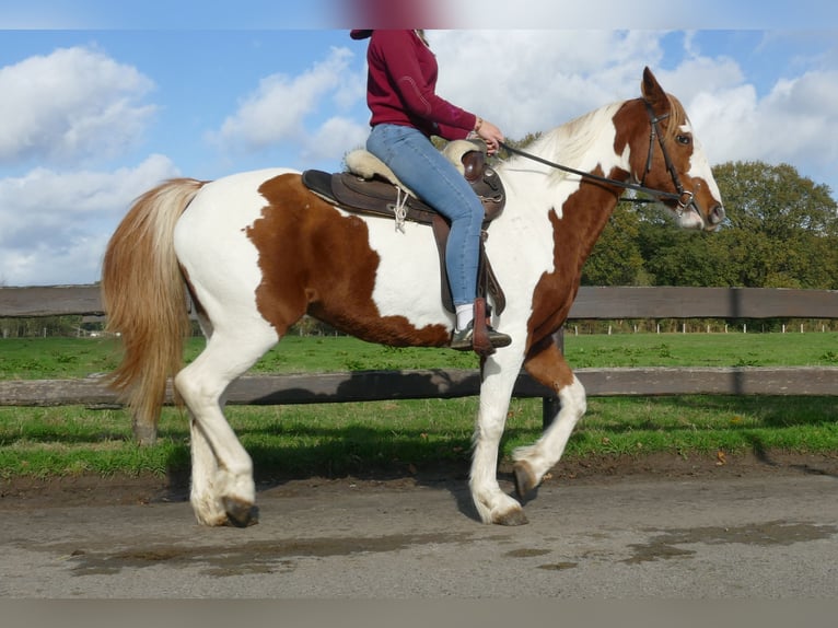 Andere Rassen Merrie 7 Jaar 152 cm Gevlekt-paard in Lathen