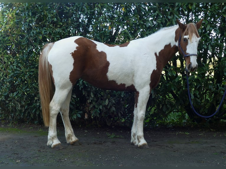 Andere Rassen Merrie 7 Jaar 152 cm Gevlekt-paard in Lathen