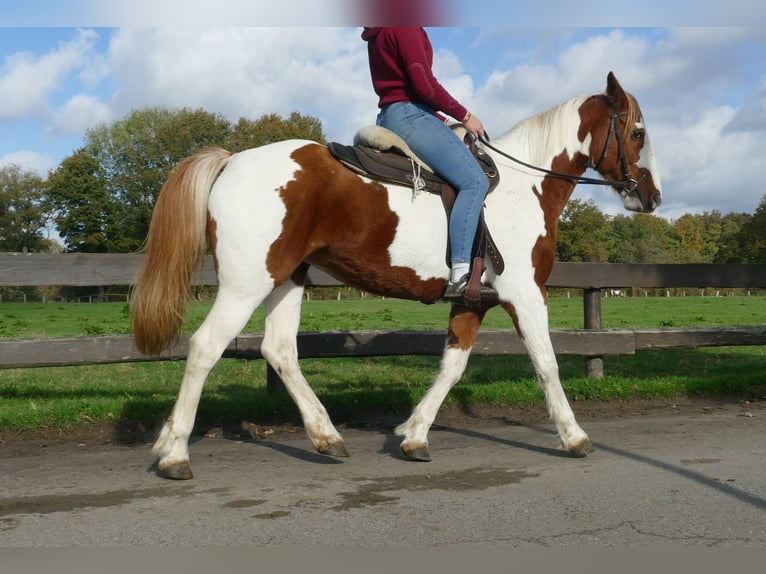 Andere Rassen Merrie 7 Jaar 152 cm Gevlekt-paard in Lathen