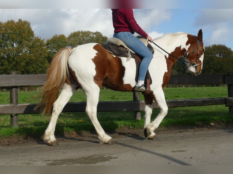 Andere Rassen Merrie 7 Jaar 152 cm Gevlekt-paard in Lathen