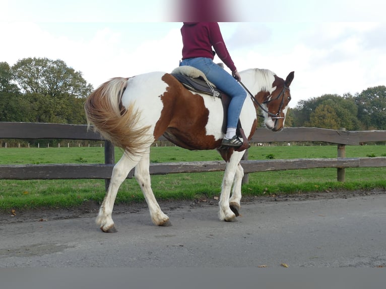 Andere Rassen Merrie 7 Jaar 152 cm Gevlekt-paard in Lathen