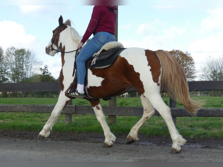 Andere Rassen Merrie 7 Jaar 152 cm Gevlekt-paard in Lathen