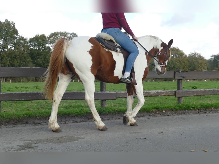 Andere Rassen Merrie 7 Jaar 152 cm Gevlekt-paard in Lathen