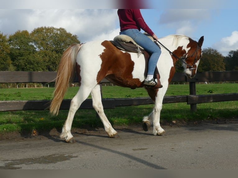 Andere Rassen Merrie 7 Jaar 152 cm Gevlekt-paard in Lathen