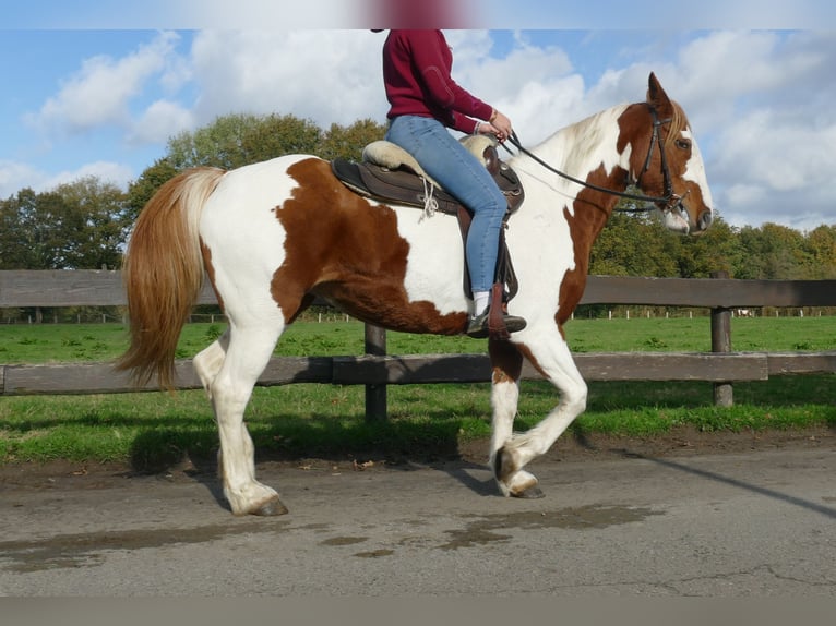 Andere Rassen Merrie 7 Jaar 152 cm Gevlekt-paard in Lathen