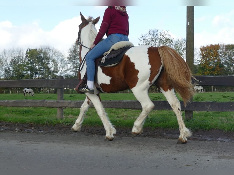 Andere Rassen Merrie 7 Jaar 152 cm Gevlekt-paard in Lathen