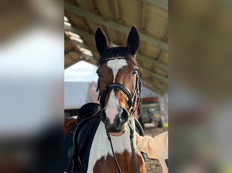 Andere Rassen Merrie 7 Jaar 153 cm Gevlekt-paard in Bocholt