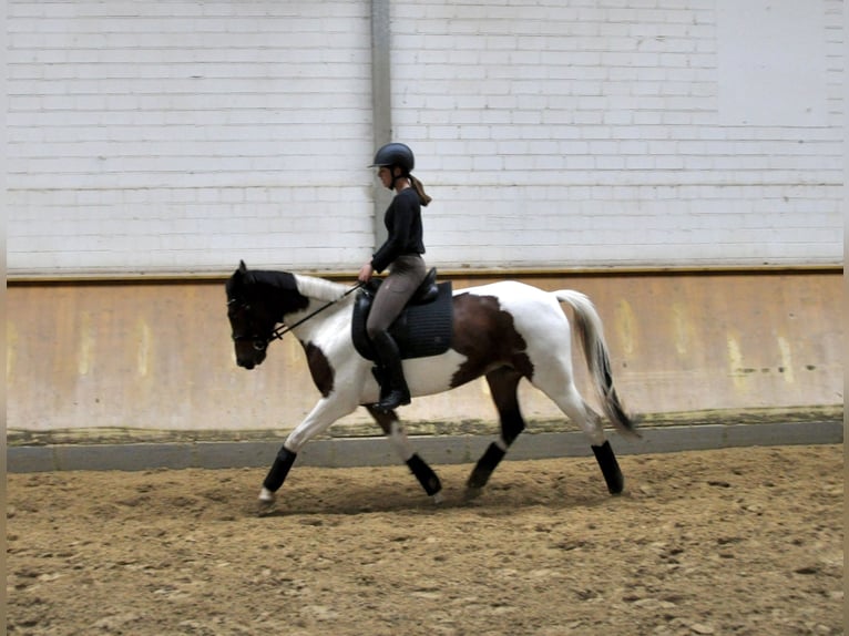 Andere Rassen Merrie 7 Jaar 153 cm Gevlekt-paard in Bocholt