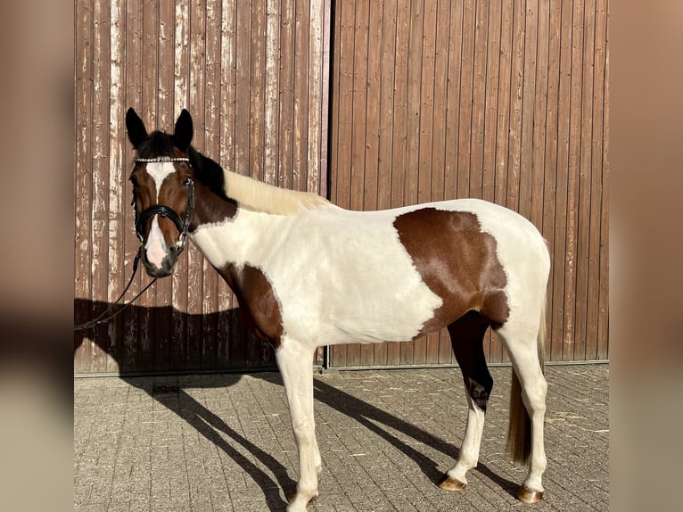 Andere Rassen Merrie 7 Jaar 153 cm Gevlekt-paard in Bocholt