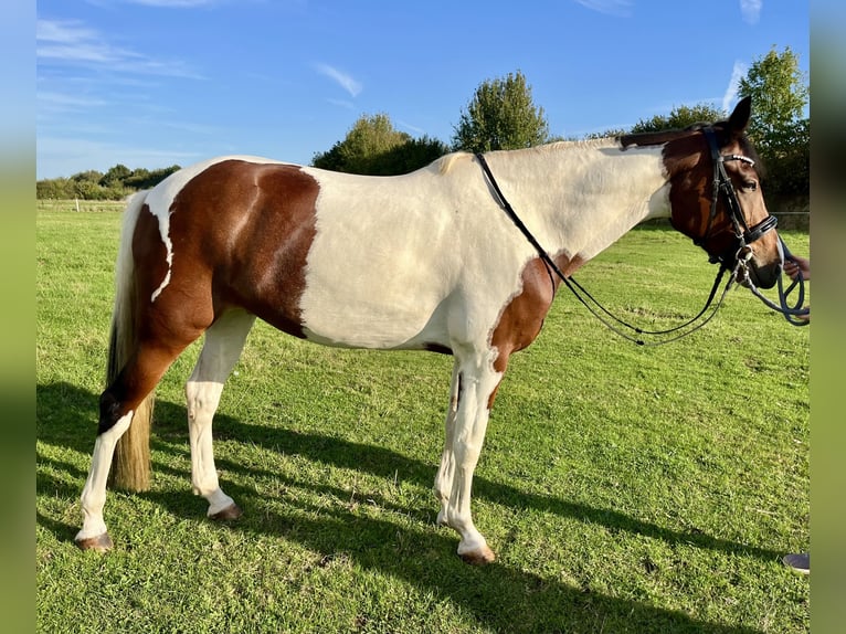 Andere Rassen Merrie 7 Jaar 153 cm Gevlekt-paard in Bocholt