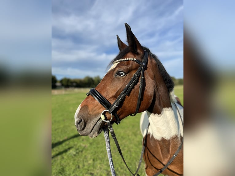 Andere Rassen Merrie 7 Jaar 153 cm Gevlekt-paard in Bocholt