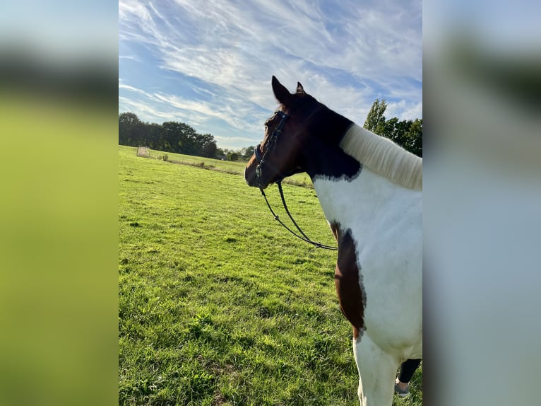 Andere Rassen Merrie 7 Jaar 153 cm Gevlekt-paard in Bocholt