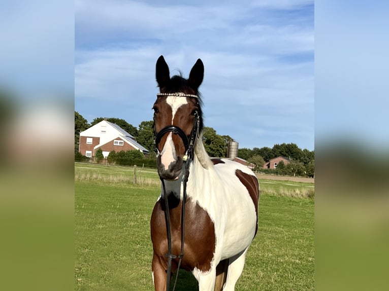Andere Rassen Merrie 7 Jaar 153 cm Gevlekt-paard in Bocholt