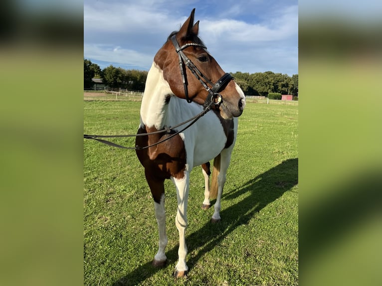 Andere Rassen Merrie 7 Jaar 153 cm Gevlekt-paard in Bocholt