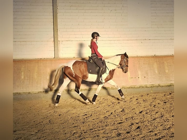 Andere Rassen Merrie 7 Jaar 154 cm Gevlekt-paard in Bocholt
