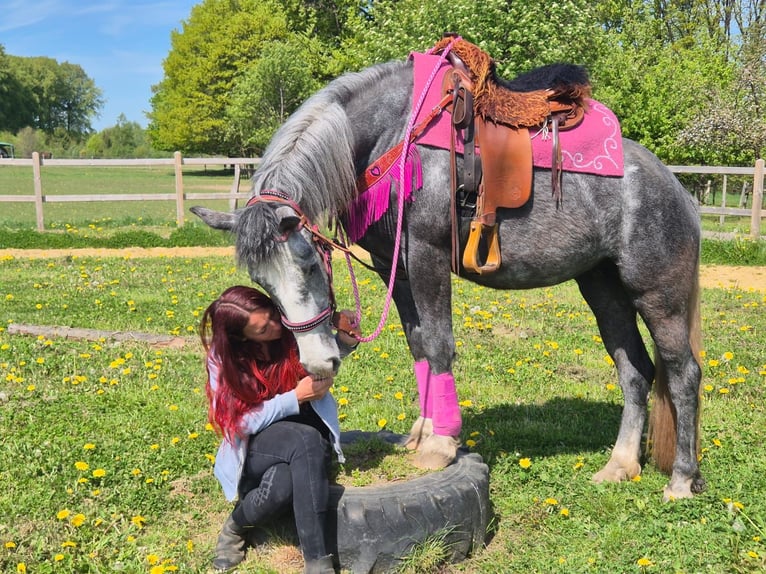 Andere Rassen Merrie 7 Jaar 155 cm Appelschimmel in Linkenbach