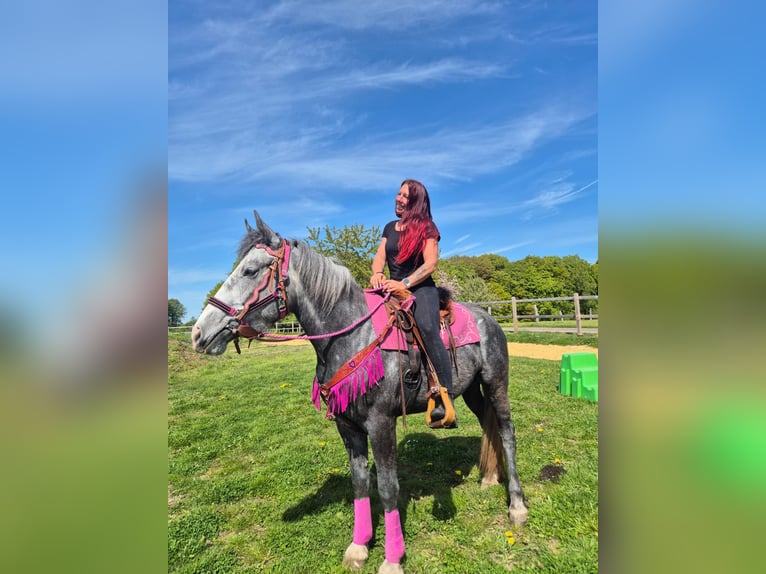 Andere Rassen Merrie 7 Jaar 155 cm Appelschimmel in Linkenbach